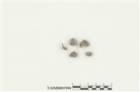 藏品(叉錢蘚)的圖片